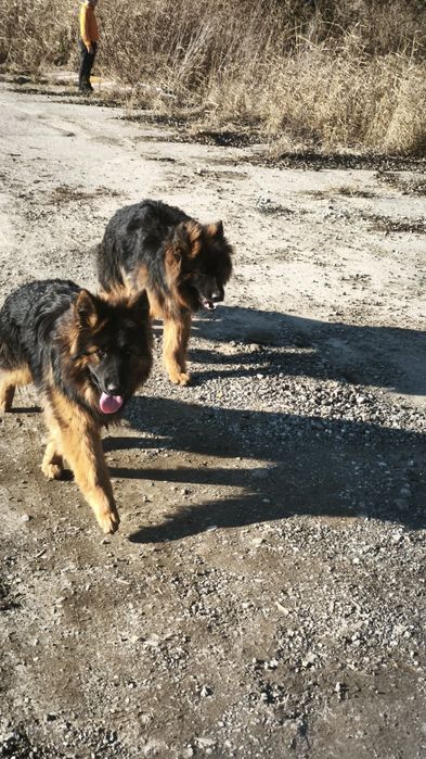Owczarek niemiecki długowłosy adopcja