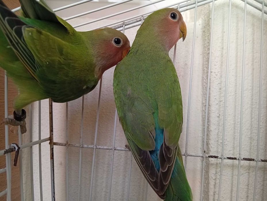 Agapornis roseicollis, novos 2025