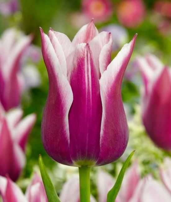 Tulipany zestaw 6 dwukolorowych odmian razem 48 cebulek za 77 zł