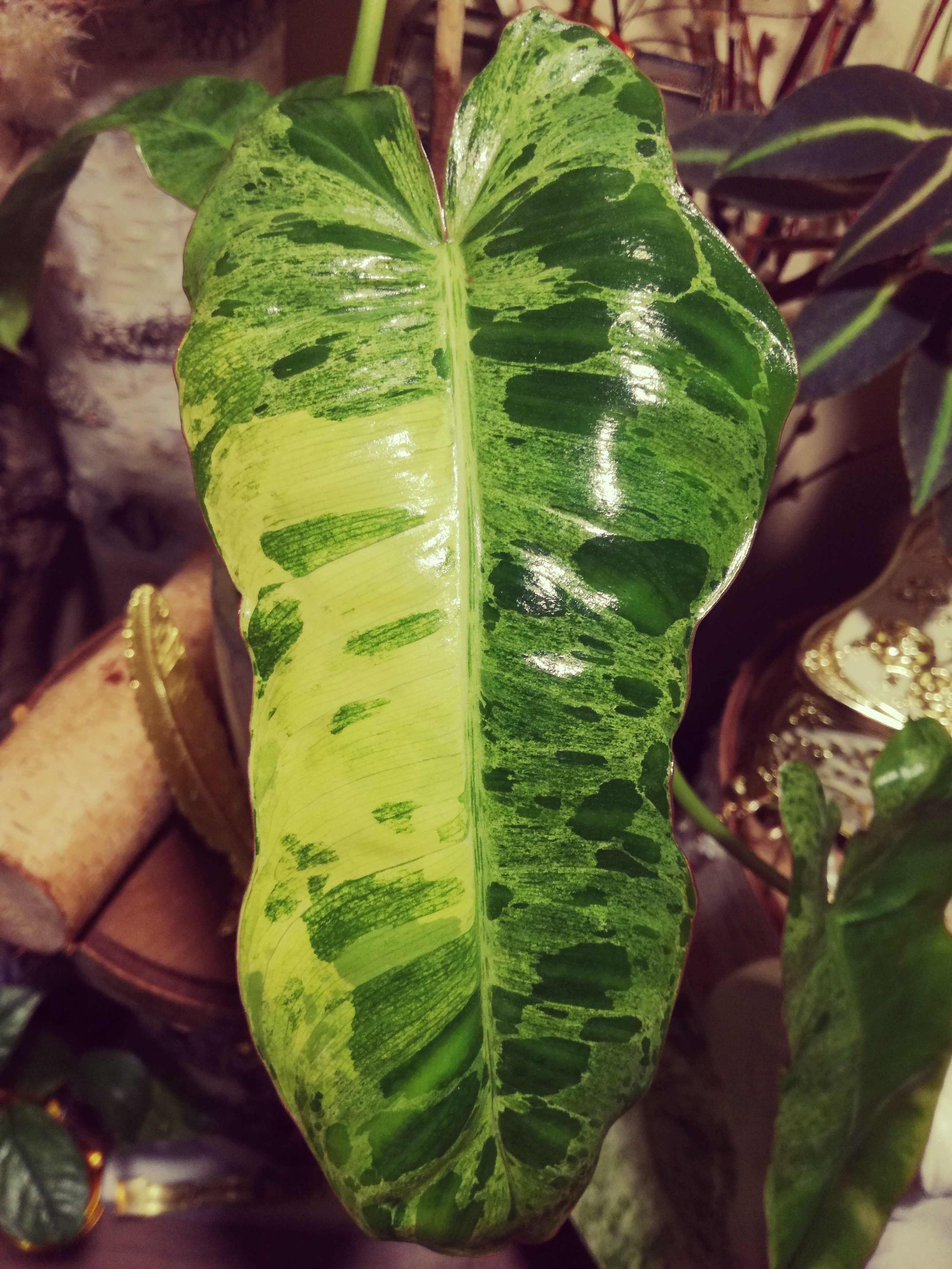 Philodendron Paraiso Verde ALBO Variegata UNIKAT NOWY LIŚĆ ! monstera