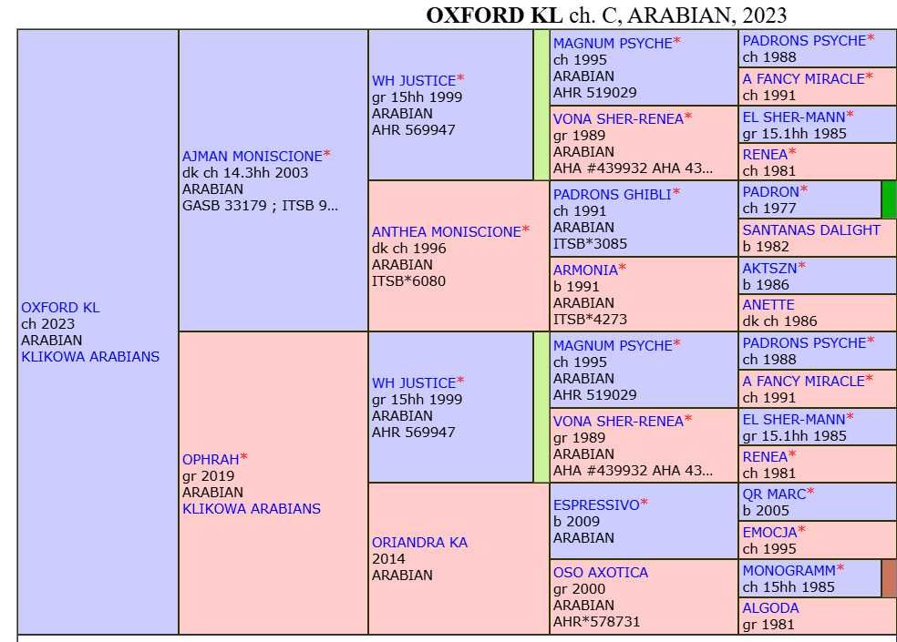 Ogierek Arabski OXFORD KL - wyjątkowy rodowód