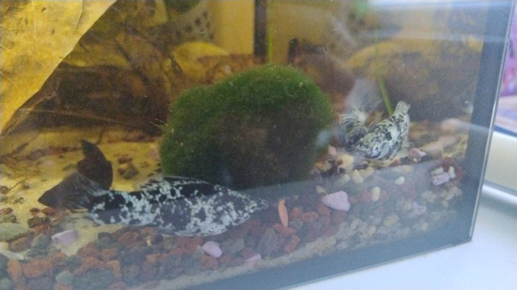 REZERWACJA Oddam parę molinzeji dalmatyńczyk