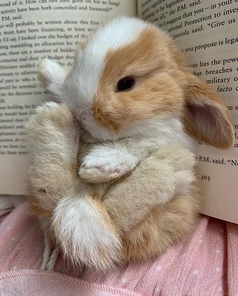 KIT Coelhos anões angorá e holandês mini lindíssimos