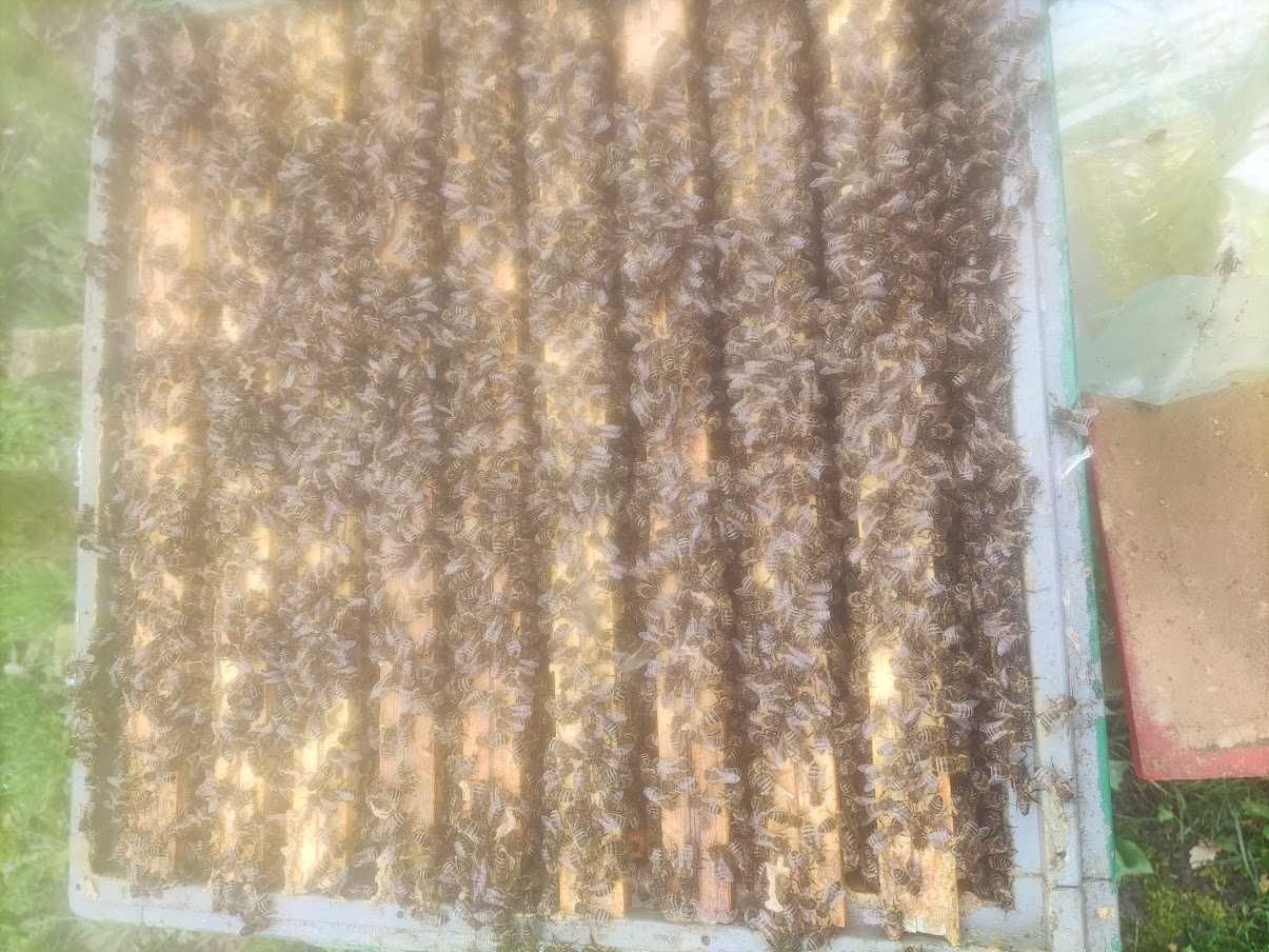 PSZCZOŁY rodziny pszczele przezimowane sprzedam
