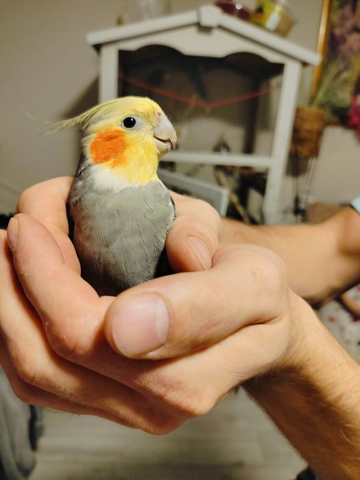 Papugi nimfy z klatką