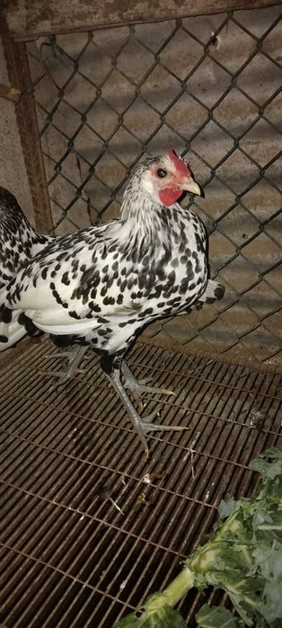 Várias raças de galinhas ornamentais