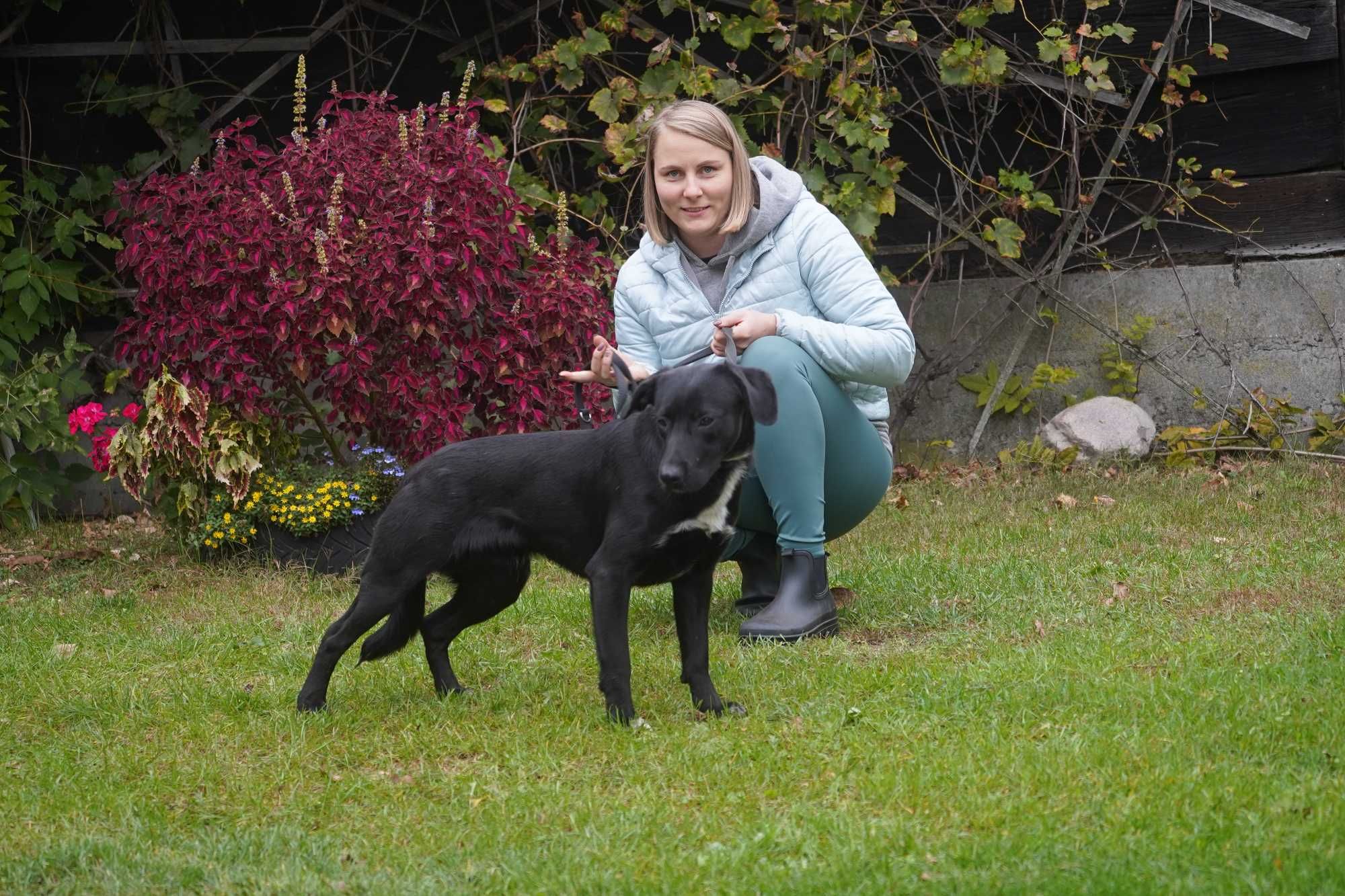 Tolek - piękny szczeniak w typie labrador
