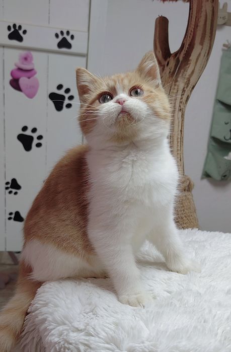 Bebê scottish straight bicolor