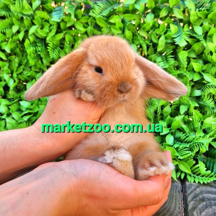 Карликовые мини кролики вислоухие баранчики mini lop,мiнi висловухi