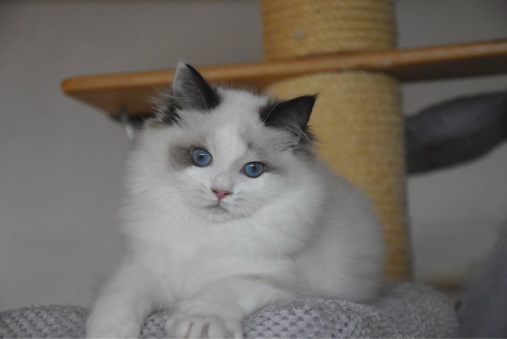 Ragdoll kotka Wiwi z rodowodem FIFe - Seal Bicolor