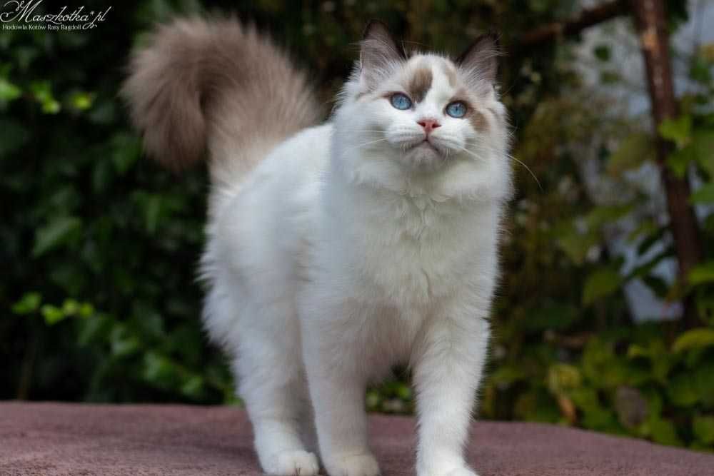 Ragdoll, pohodowlana koteczka z cudownym charakterem FPL/FIFE