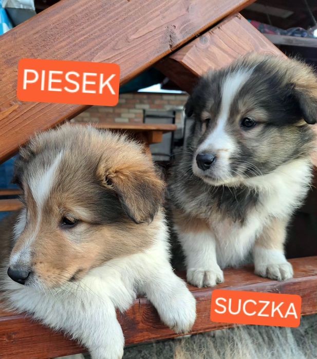 !GOTOWE NA NOWY DOM! -Owczarek szkocki collie- szczeniaki