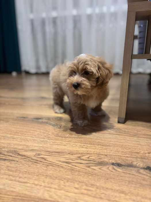 Śliczny piesek rasy Maltipoo