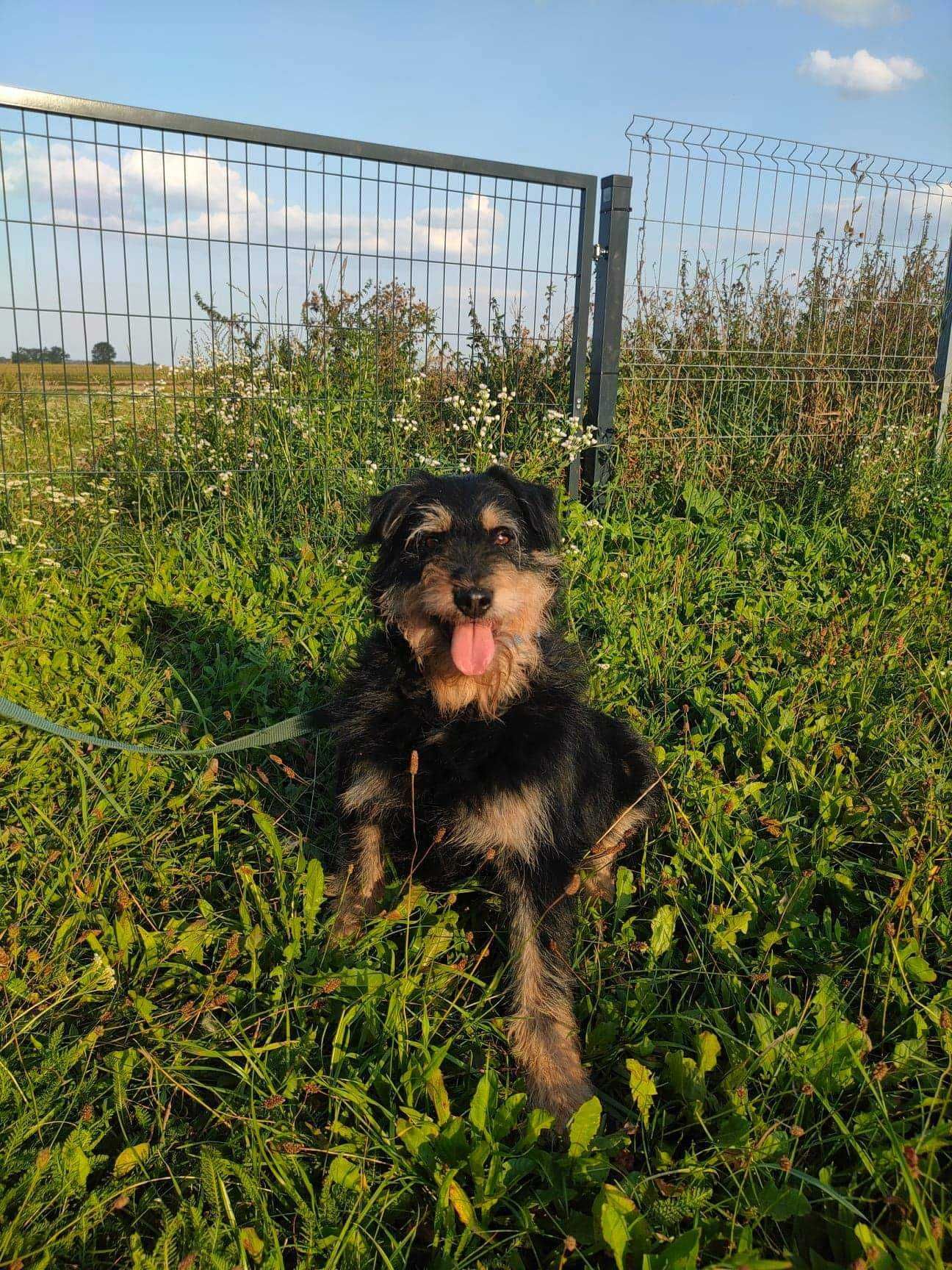 Piesek w średnim wieku do adopcji, spokojny, zrównoważony