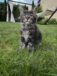 Kocurek maine coon do odbioru
