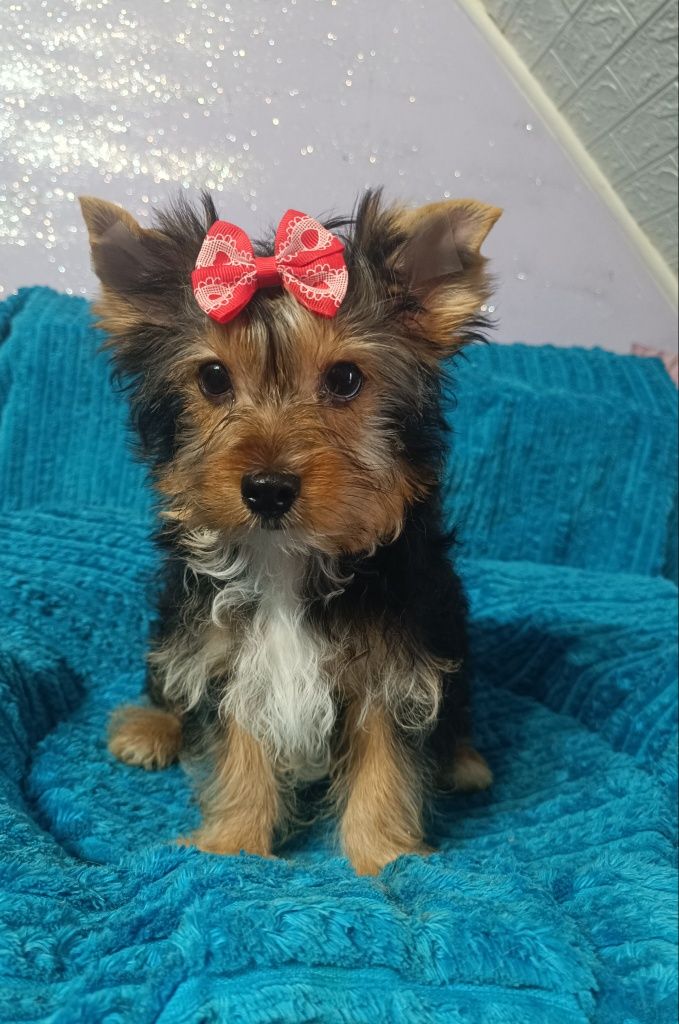 Yorkshire terrier śliczny piesek