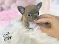 ***Przepiekna malutka ***liliowa dziewczynka chihuahua