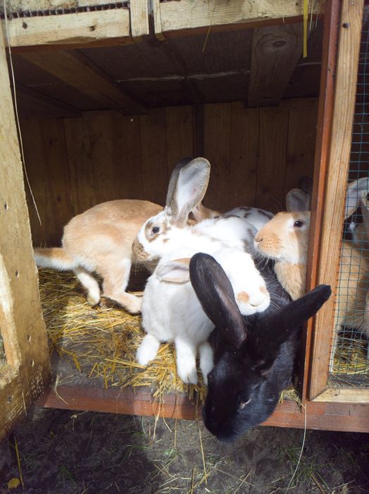 Króliki na sprzedaż lub ubój