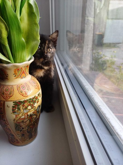 Oddam kotkę w dobre rece