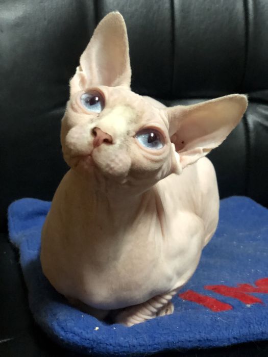 Канадский сфинкс кошка