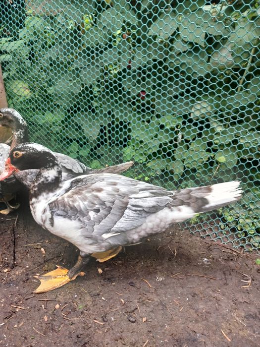 Продажа Індокачки