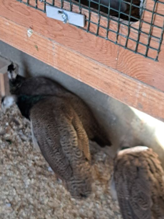 A venda jovens pavoēs