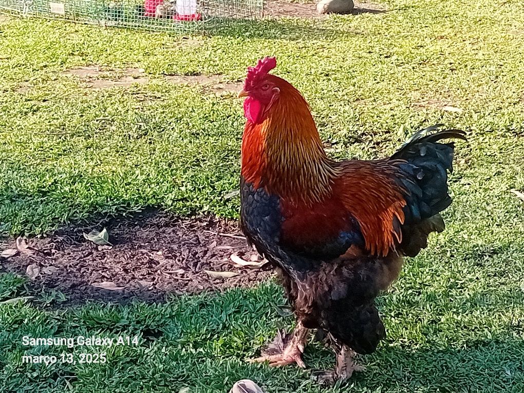 Para mudar de capoeiro  pintinhos Brahma com  20 dias