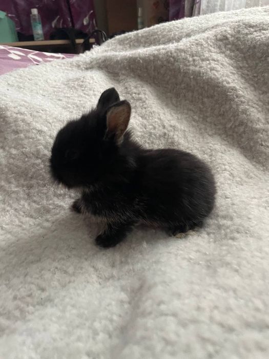 Карликові, декоративні кролики