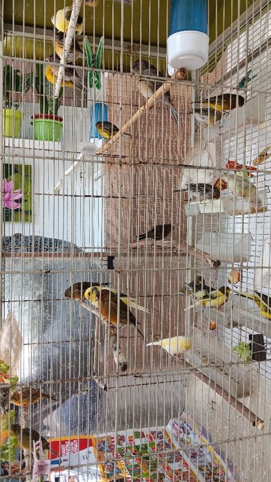 Viveiro rodas, e 22 canários