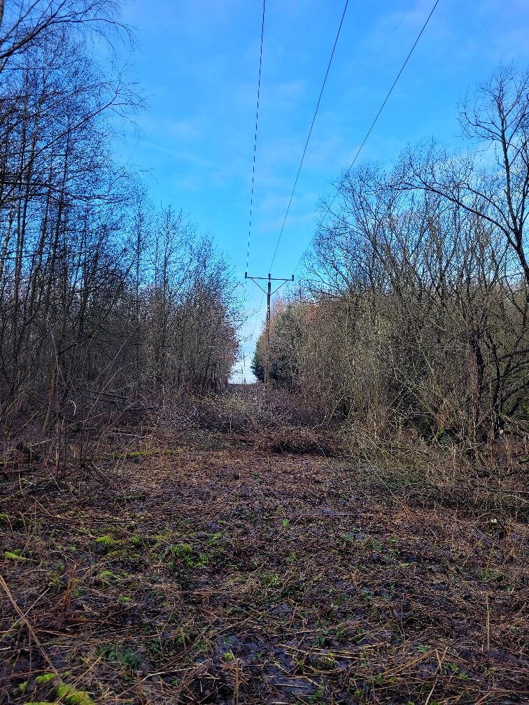 Wycinka drzew metoda alpinistyczną / tradycyjną