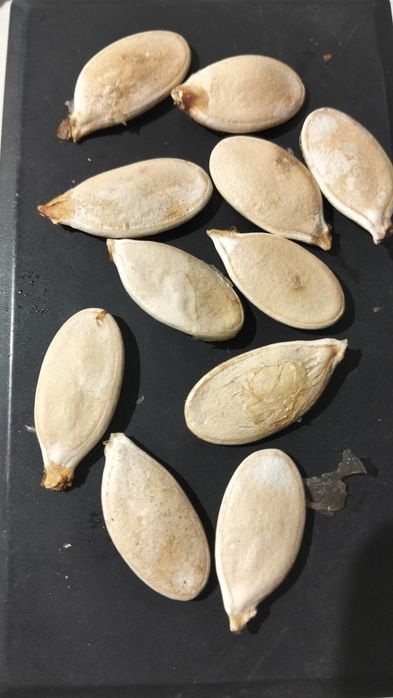 Dynia olbrzymia nasiona Atlantic gigant pumpkin