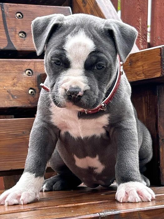 American Staffordshire Terrier suczka 2