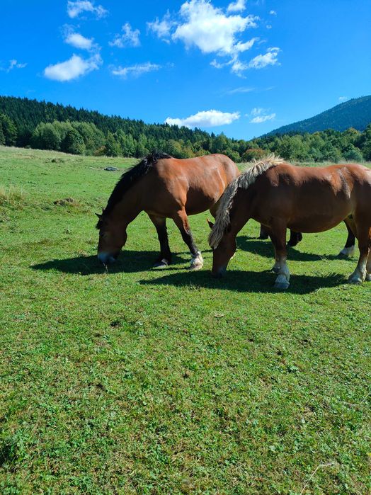 Sprzedam kobyły źrebne