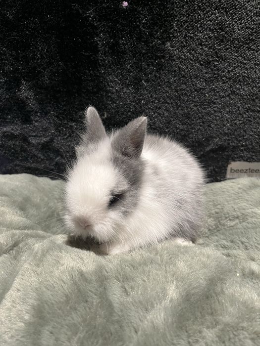 Króliczek Karzełek Teddy Aqualife