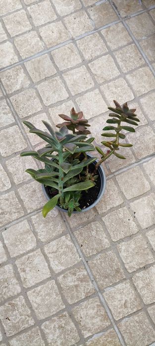 Suculentas 2 variedades