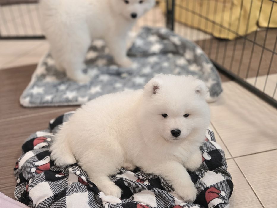 Samoyed Suczki ZKwP FCI
