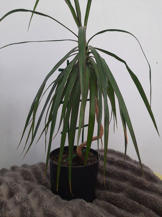 Юка 70см , фінікова пальма , драцена  .