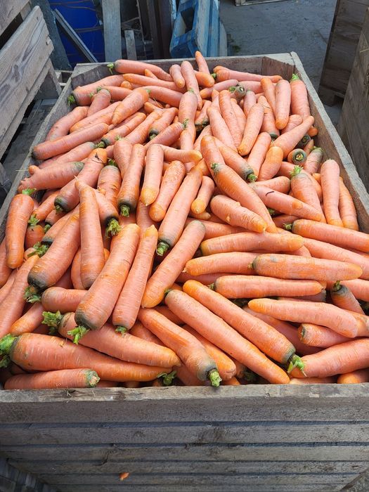 Sprzedam Marchew gruba