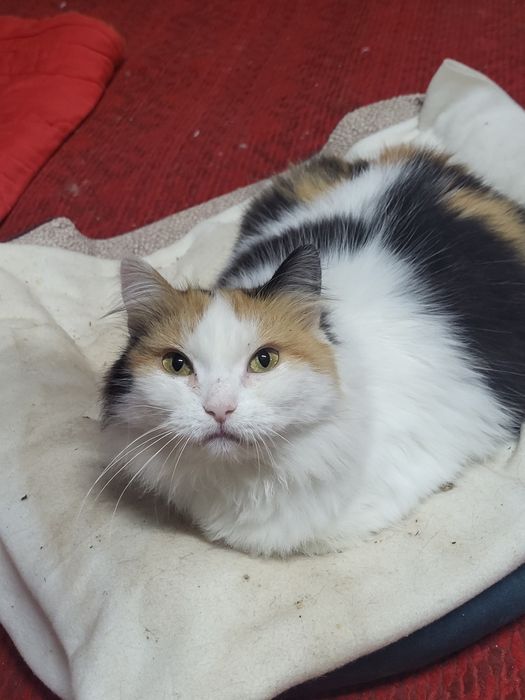 Майя шукає родину