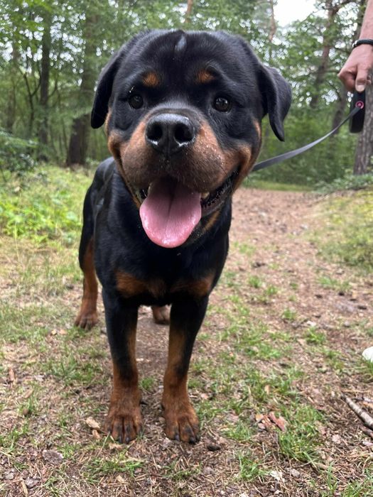 Rottweiler - pies ZKwP