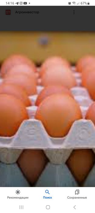 Яйца куриные домашние