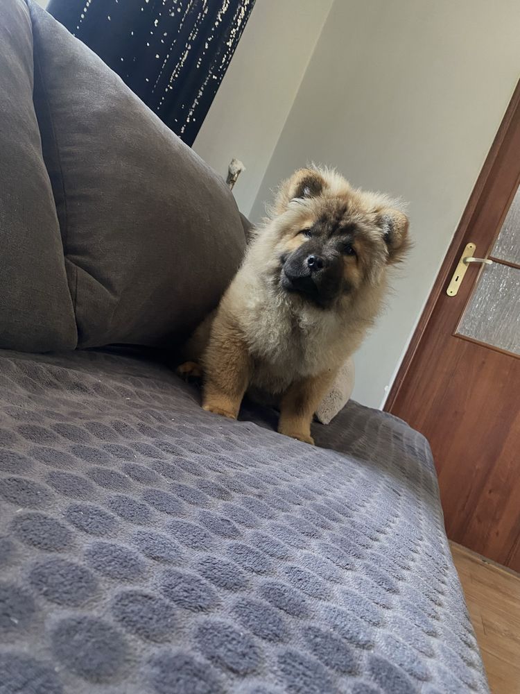 Suczka chow chow !