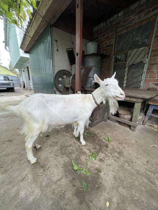 Продається дойна коза