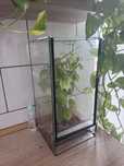 Piękne Terrarium +patyczaki 4 miesieczne! Super Okazja!