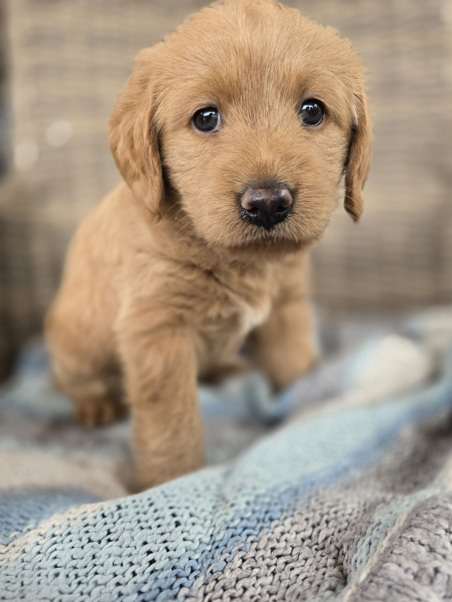 Labradoodle f1 labrador/pudel /goldendoodle