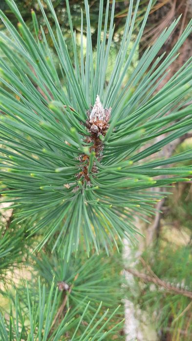 Choinka hurtowo- świerk srebrny