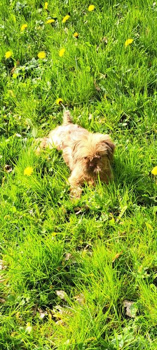 Dorosła suczka czekoladowa Shih Tzu