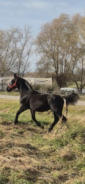 Klacz klaczka źrebica śląska