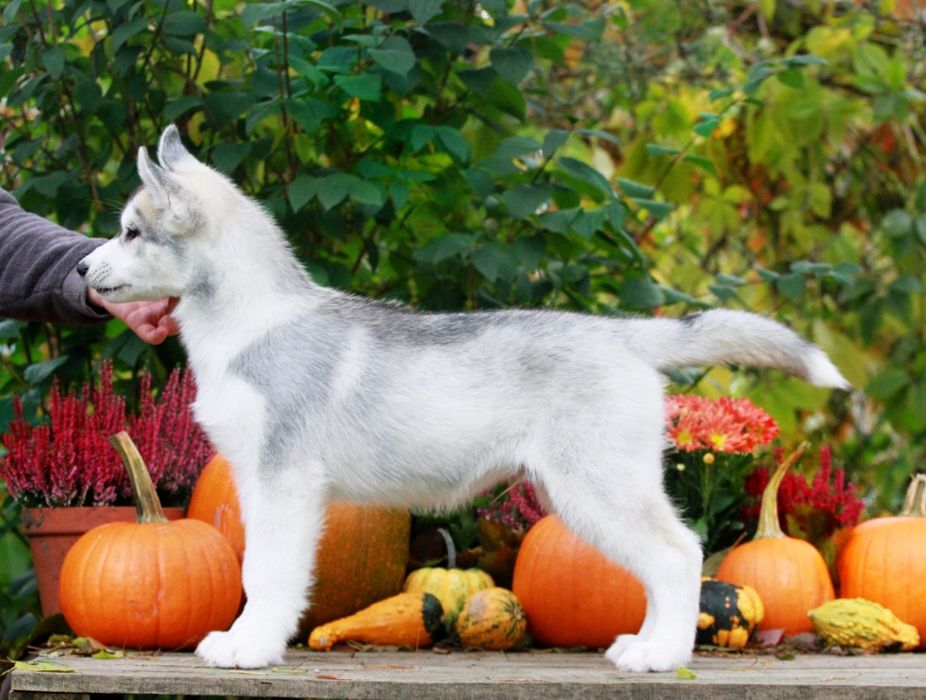 Siberian Husky ZKwP