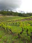 Vinha – Produção Ativa em Torres Novas (Ribatejo)